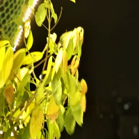 Hasibun Nessa  Bristy 